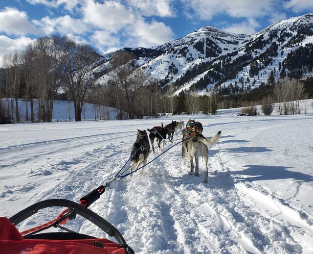 Call of the WYld Dogsled Tours — Teton Village, WY (via Teton Pass from Victor)