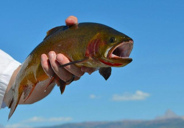Fly Fishing the Teton River — Teton Valley (Victor to Tetonia), ID