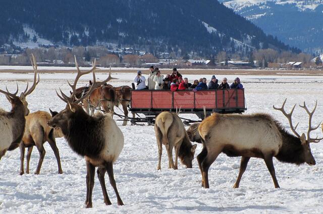 National Elk Refuge — Jackson, WY (about 45 minutes from Victor)