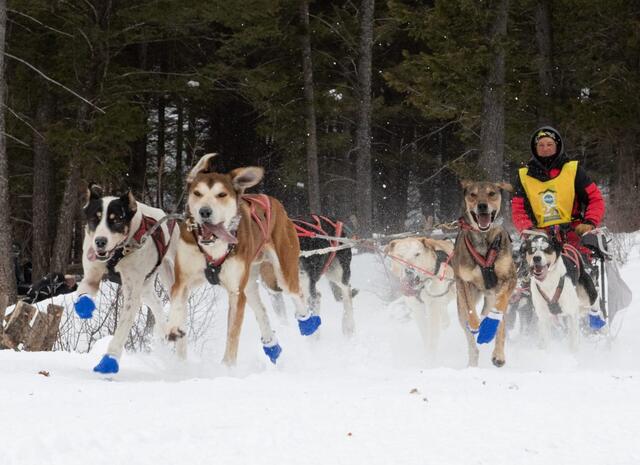 Pedigree Stage Stop Sled Dog Race - Driggs Final Stage — Driggs, ID