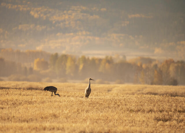 Sandhill Crane Viewing & the Greater Yellowstone Crane Festival — Driggs, ID / Teton Basin