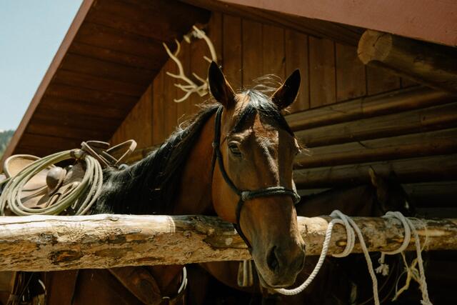 Trail Rides at Moose Creek Ranch — Victor, ID
