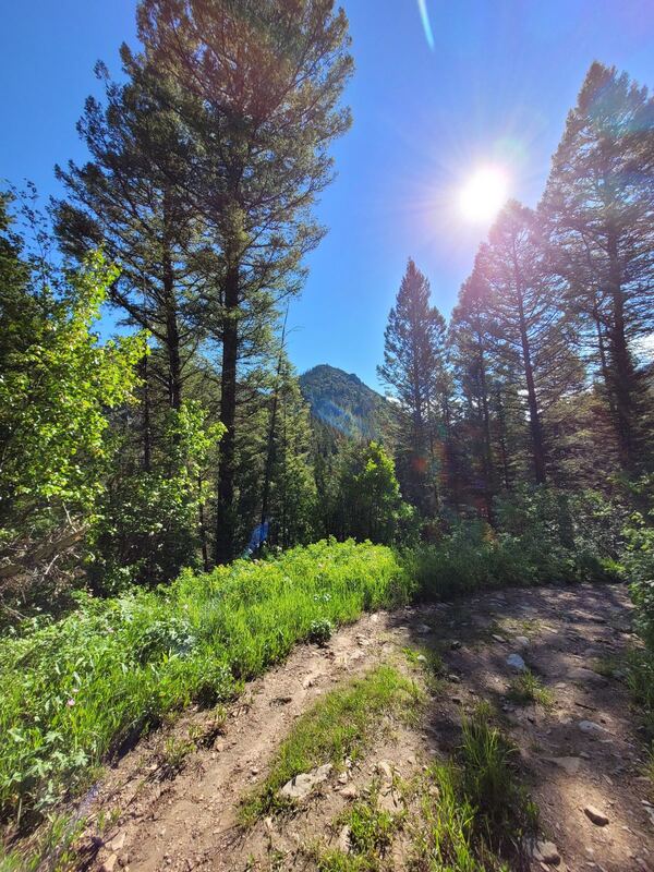 Moose Creek Trail: Short Version near Victor, Idaho