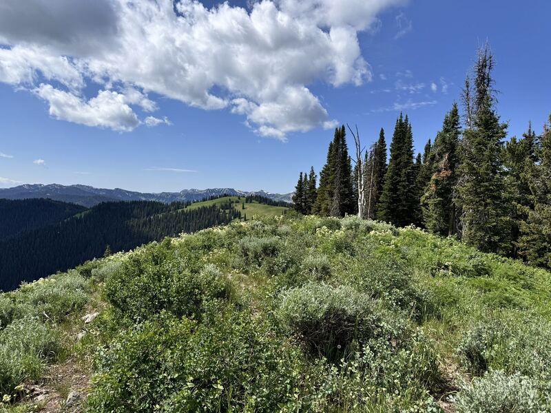 Oliver Peak via Mikesell Canyon near Victor, Idaho